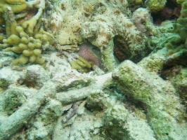 Common Octopus  with 2nd underneath IMG 6079